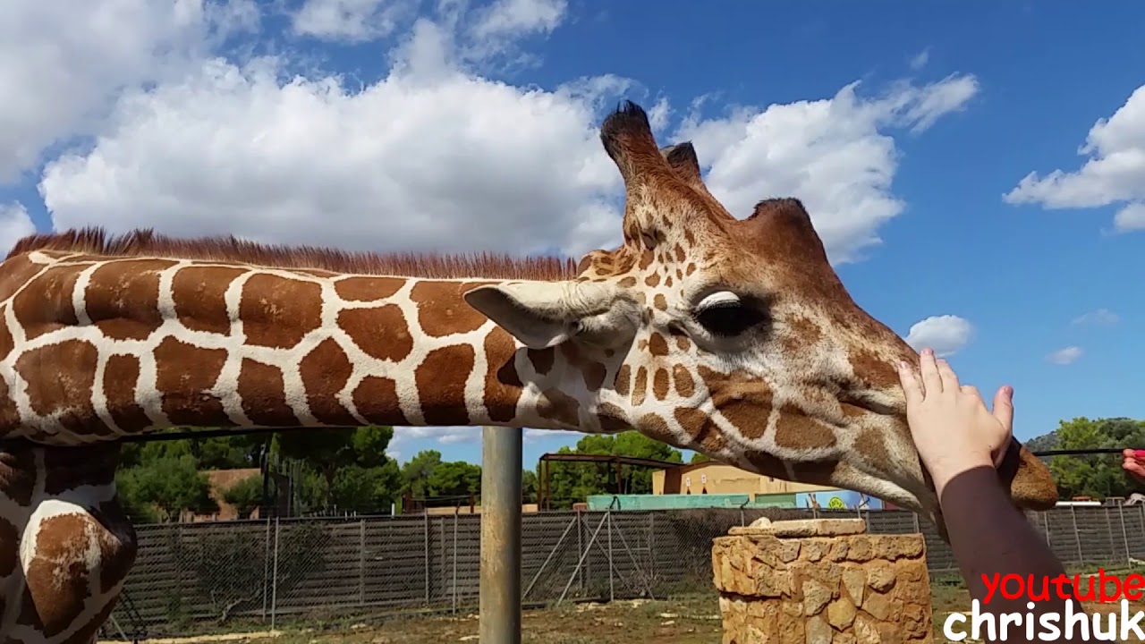 Safari Zoo Mallorca — giraffes and animals